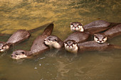 Oriental Small-clawed Otters
