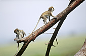 Young Vervet Monkeys