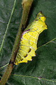 Pipevine Swallowtail Chrysalis