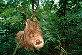 Hoffman's Two-Toed Sloth