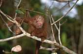 Bicolor-spined Porcupine