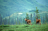 Two young Moose (Alces alces)