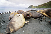 Southern Elephant Seals