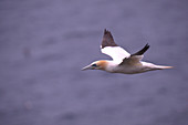 Northern Gannet