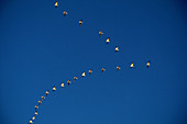 Snow Geese