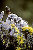 Great Gray Owl owlets