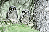 Northern Hawk Owlets