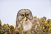Great Gray Owl at nest site