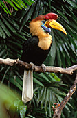 Red-Knobbed Hornbill