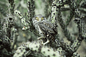 Elf Owl