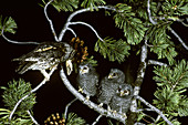 Flammulated Owl bringing food to young