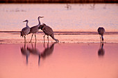 Sandhill Crane (Grus canadensis)