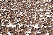 Northern Pintail Ducks