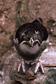 Rhinoceros Auklet