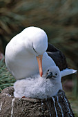 Black-browed Albatross with chick at nest