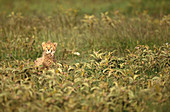 Cheetah (Acinonyx jubatus jubatus)