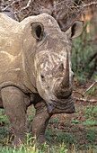 White Rhinoceros