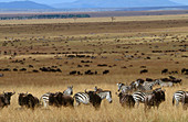 Wildebeest and Zebra