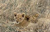African Lion and cub (Panthera leo)