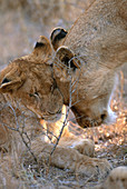 African Lion female with cub