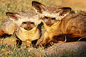 Bat-eared foxes,Tanzania
