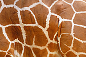 Hide of a Reticulated Giraffe