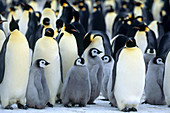 Emperor Penguin adults with young