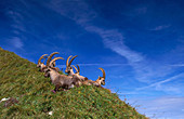 Ibex (Capra ibex)