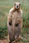 Olympic Marmot (Marmota olympus)