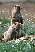 Olympic Marmots (Marmota olympus)