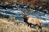 Elk or Wapiti