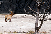 Elk or Wapiti