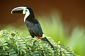 Citron-throated Toucan