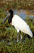 Jabiru Stork