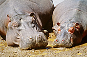 Hippopotamuses