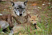 Gray Wolf with pup