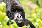 Mountain gorilla,Rwanda