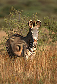 Grevy's Zebra