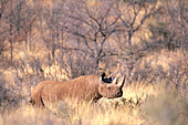 Black Rhinoceros (Diceros bicornis)