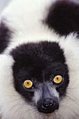 Ruffed lemur,Madagascar