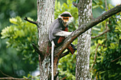 Douc Langur (Pygathrix nemaeus)