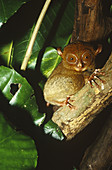 Western Tarsier (Tarsius bancanus)