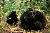 Chimpanzees grooming (Pan troglodytes)