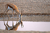 Springbok