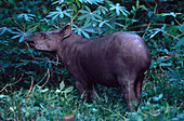 Brazilian Tapir