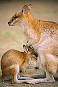 Agile Wallaby