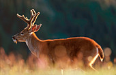 Blacktail or Mule Deer buck