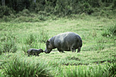Hippopotamus with young