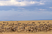 Wildebeest herd migrating