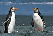 Royal Penguins (Eudyptes schlegeli)